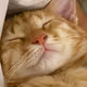SleepyCatEveryday