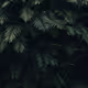 Nftcollector_D