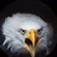 ScreamingEagle