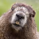 JustnBeaver