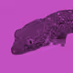 Tokay
