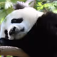 SadPanda77