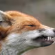 nofoxxes