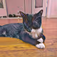 ProudOfYourCat