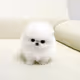 DogReus