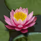 lotus_inside