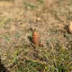 Costivata