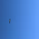 flybynite342