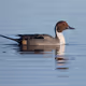 pintail