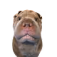 xDxDxDXDXDXDdX