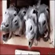 DONKEYFARMERS