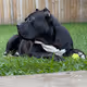BlackMagicBullies