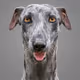 Allers_Kennel