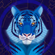 TigersBlue