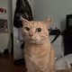 Gatitoo