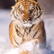 tigerx738