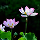 0xdcd5e9230b70d9bee7f1d72651f19a0bd9ebdc31