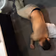 Pelankit