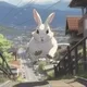 RabbitUphill