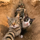 0xdd658b63418731466685f6aa27be9e90b393c6a7