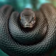 kingmamba_