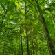 waldwasserlaufer