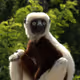 Zoboumafou