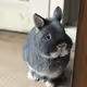 Lancethebunny