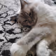 Pelemnor_MoonStone
