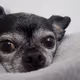 Puddin_1313
