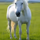 TheHorsepower