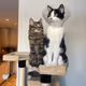 HouseCats