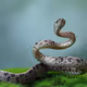 snakeinthegrass