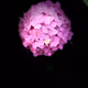 Bloodflower