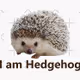 hedgehoggggggg