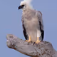 harpyeagle