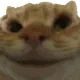 0xdffa0d4ea03f9ba94736cb4bb5a94f79006f8249