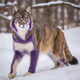 PurpCat
