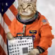 Lucasjsynthcat
