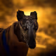 GalgozTrade