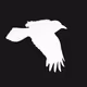 Corvus_Albus