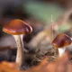 Psilocybe