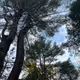 WhisperingPines