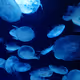 nakami-jellyfish