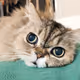 LovelyCatClub