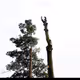 Treeman0109