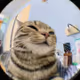 xcleo