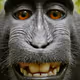 SmellyMonkey