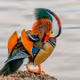 mandarin_duck