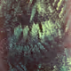sisyphex